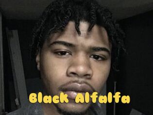 Black_Alfalfa