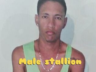 Male_stallion